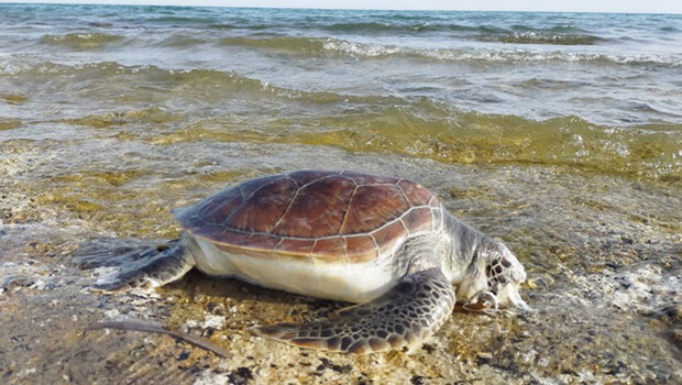 Belek’te 11 deniz kaplumbağası ölü bulundu