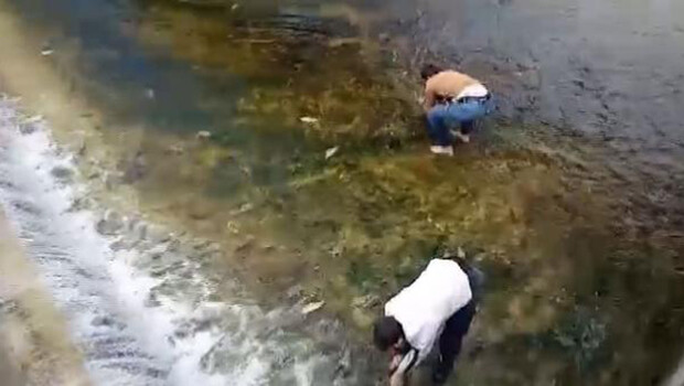 Beyşehir Gölü’nden kanala sürüklenen balıkları kurtardılar
