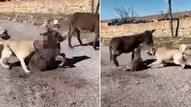 Çoban köpeklerini eşek yavrusuna saldırtan cani yakalandı!