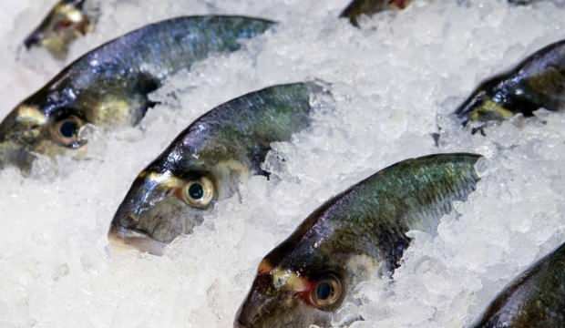 Gıda işletmelerine balık uyarısı!