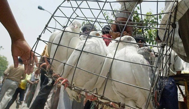 Hindistan-Pakistan sınırında ‘casus güvercin’ vakası! Gizem çözüldü