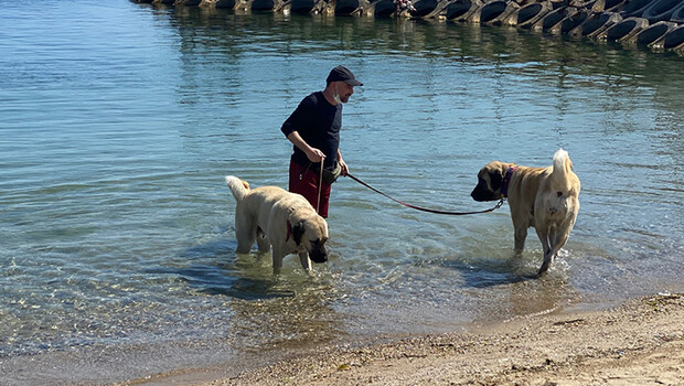 Kadıköy’de çoban köpeklerinin sahil keyfi