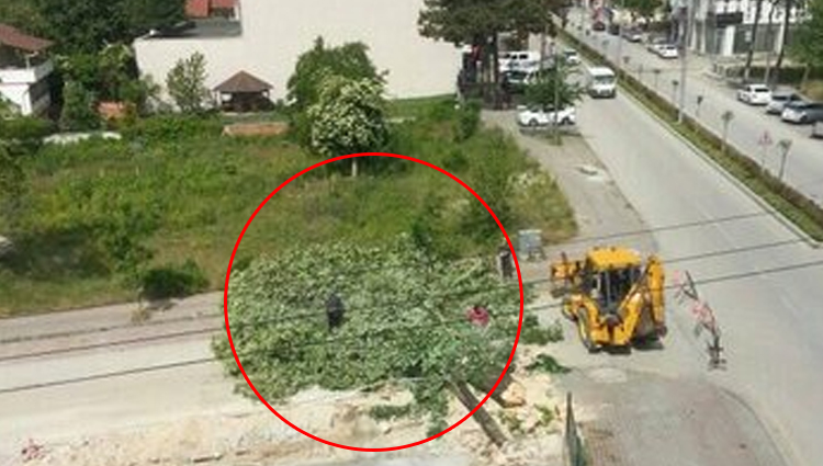 CHP’li belediye Gezi’nin yıl dönümünde ağaç kesti