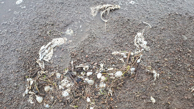 Süphan Gölü’nde tedirgin eden ‘balık’ ölümleri