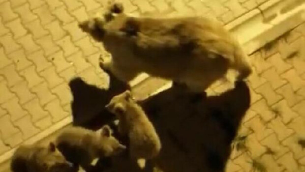 Sarıkamış merkezine inen boz ayı ve yavruları yiyecek aradı