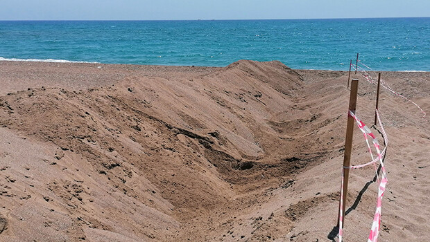 Caretta carettaların yuvaları tahrip edildi! Belediye önlem için plaja hendek kazdı