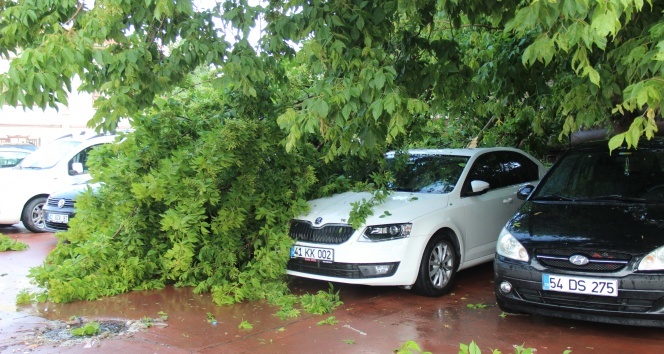 Fırtınanın devirdiği ağaç, otomobillere zarar verdi